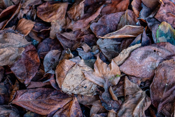 a pile of brown dry leaves on winter soil