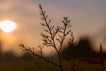 Obraz premium a little branch backlit with a red setting sun