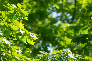 Oak green brunches in bright sunshine background