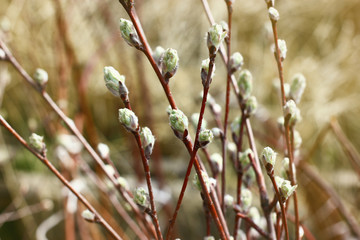 Spring plant buds on a branches with blurred background