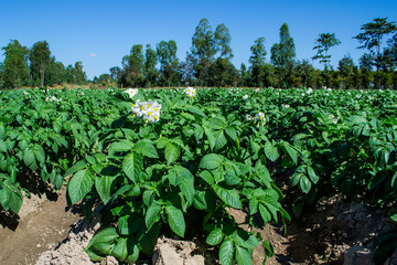 Fototapeta na wymiar Fresh organic potato fields in the morning, potato flowers