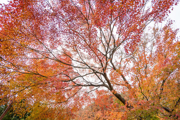 red maple leaf close-up