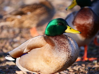 Ducks!! Lots of Ducks!