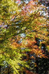 red maple leaf close-up