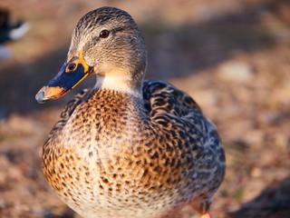 Ducks!! Lots of Ducks!
