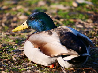 Ducks!! Lots of Ducks!