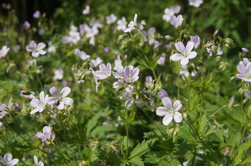 beautiful pink summer flowers growing among the green grass
