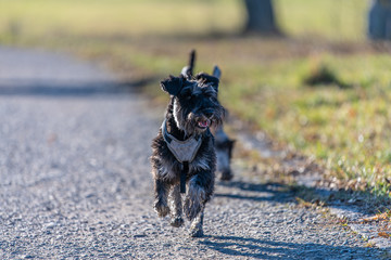 Schnauzer playing in a trail