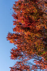 red maple leaf close-up