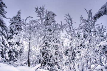 Boreal forest on a cold winter day after the snowstorm , slovakia , mala fatra