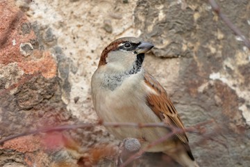 Portrait off cute little sparrow by the stone wall