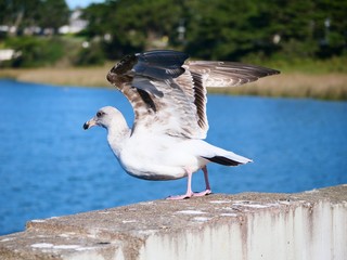 Flying Seagull