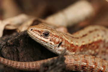 Brown common lizard resting in nature. Detail of lizard head, eye, skin and tail. Lacerta agilis Linnaeus.