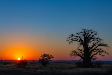 Tuinposter Sunrise at kukonje Island at large baobab tree © hannesthirion
