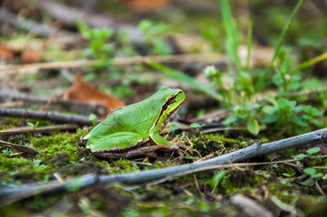 A little green toad is sitting in the grass. Rayka