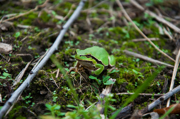A little green toad is sitting in the grass. Rayka