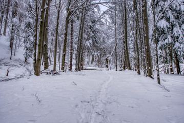 Winter landscape. Winter wonderland with forest snowy trees, slovakia