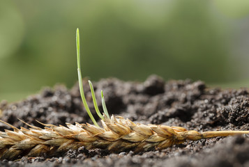New life beginnings