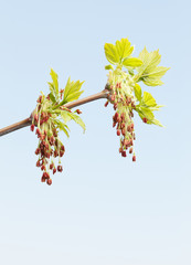 Macro of Manitoba maple flowers