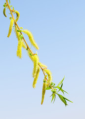 Flowering babylon willow twig