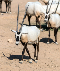 Wild Animal Oryx or Arabian Ghazal in Al Ain Zoo Safari Park