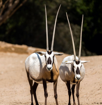 Wild Animal Oryx or Arabian Ghazal in Al Ain Zoo Safari Park Stock Photo |  Adobe Stock