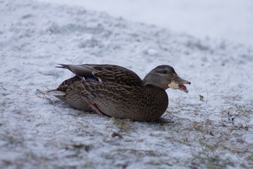duck eating bread