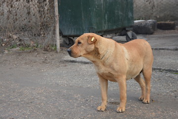 a stray dog with a plastic tag on his ear