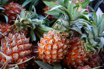 Small baby pineapple Victoria for sale at a market in Malaysia