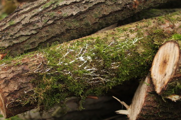 drawing of moss in the form of a tree