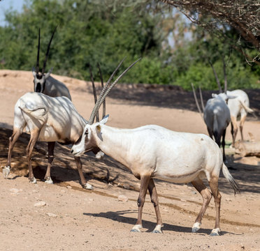 Wild Animal Oryx Or Arabian Ghazal In Al Ain Zoo Safari Park