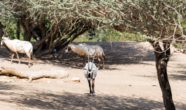 Wild Animal Oryx Or Arabian Ghazal In Al Ain Zoo Safari Park