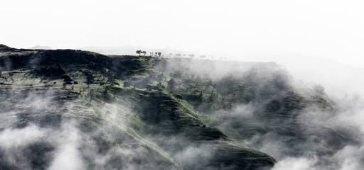 Trees on the mountain covered with early morning mist