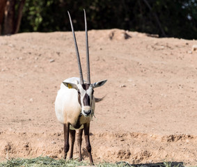 Wild Animal Oryx or Arabian Ghazal in Al Ain Zoo Safari Park