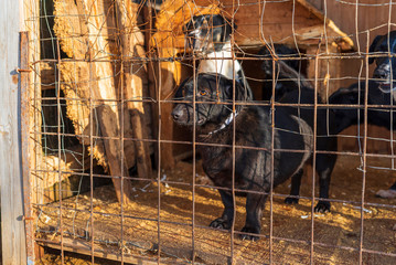 Homeless dogs in a shelter in a cage. Photographed close-up.