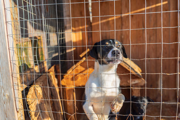 Homeless dogs in a shelter in a cage. Photographed close-up.