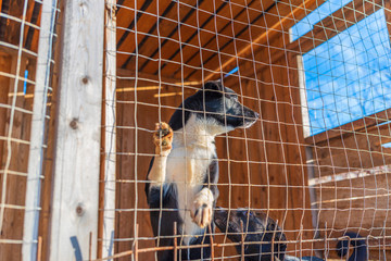 Homeless dogs in a shelter in a cage. Photographed close-up.