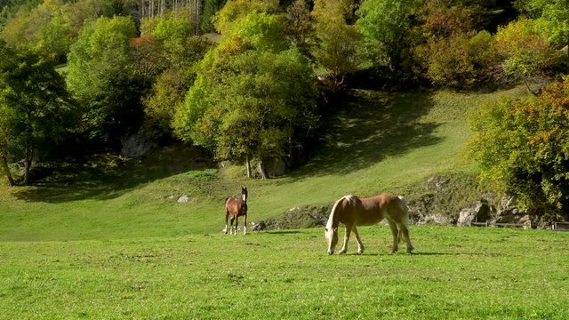 One horse is eating grass, the other is approaching. A green valley in the Dolomites of South Tyrol