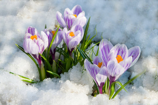 Flowers purple crocus - Powered by Adobe