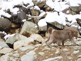 地獄谷の猿