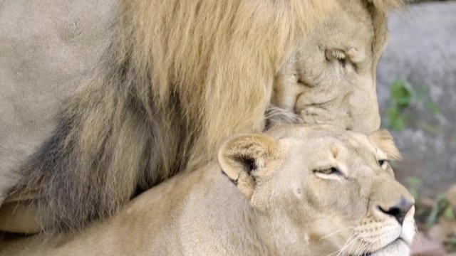 couple of lions having sex