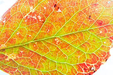 紅葉した木の葉