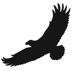 flying wild big bird, silhouette of a soaring eagle