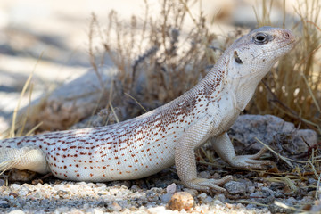 Desert iguana (Dipsosaurus dorsalis)