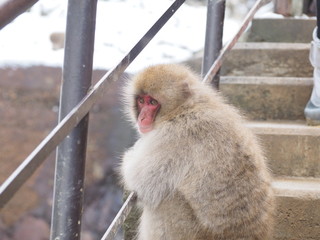地獄谷の猿