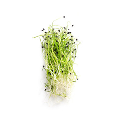 Organically grown microgreens isolated on white background