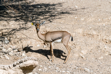 Beautiful wild animal Blackbuck deer (Antilope cervicapra) or Indian antelope in Al Ain Zoo Safari...