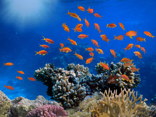 Naklejka na ściany i meble Red sea coral reef with hard corals