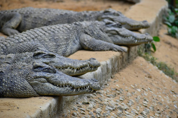 siamese crocodile resting