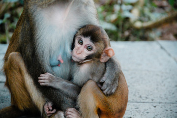 park monkeys Asia China travel